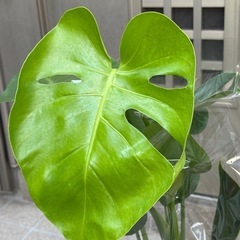 新品モンステラ観葉植物の画像