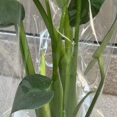 新品モンステラ観葉植物の画像