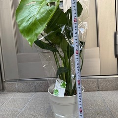 新品モンステラ観葉植物の画像