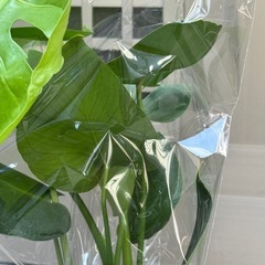 新品モンステラ観葉植物の画像