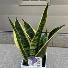 新品サンセベリア観葉植物の画像