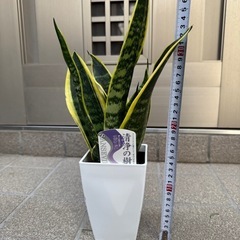 新品サンセベリア観葉植物の画像
