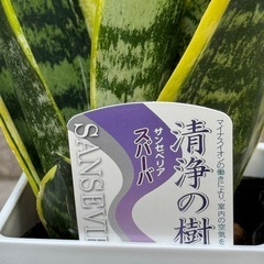 新品サンセベリア観葉植物の画像