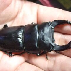 佐賀県産オオクワガタ ♂73.3ミリ ♀47.6ミリ ペアの画像