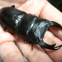 佐賀県産オオクワガタ ♂73.3ミリ ♀47.6ミリ ペアの画像