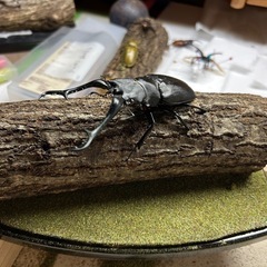 死虫　買取します。