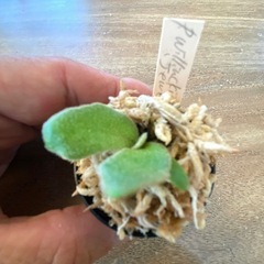 ビカクシダ　 P.willinckii 'Jewel' sporeling ❶番の画像
