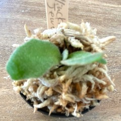 ビカクシダ　 P.willinckii 'Jewel' sporeling ❶番の画像