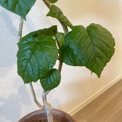 観葉植物　ウンベラータの画像