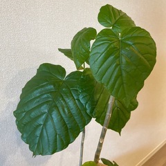 観葉植物　ウンベラータの画像