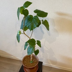 観葉植物　ウンベラータの画像