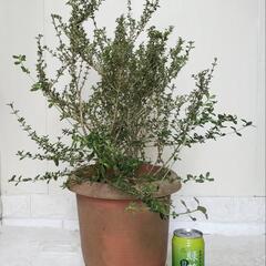 🌿ハクチョウゲ/白丁花/70cm観葉植物🌿の画像