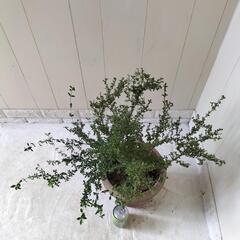 🌿ハクチョウゲ/白丁花/70cm観葉植物🌿の画像