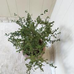🌿ハクチョウゲ/白丁花/70cm観葉植物🌿の画像