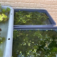 水草　あげます　アナカリス　マツモ　メダカにの画像