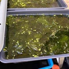 水草　あげます　アナカリス　マツモ　メダカにの画像