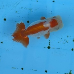 らんちゅう　二歳魚　約12センチの画像