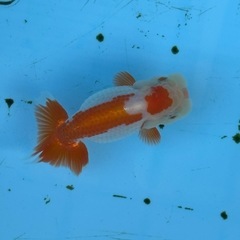 らんちゅう　二歳魚　約12センチの画像