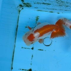 らんちゅう　二歳魚　約12センチの画像
