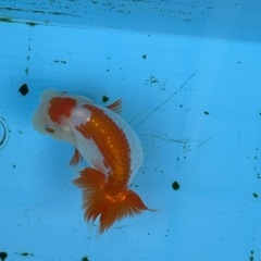 らんちゅう　二歳魚　約12センチの画像