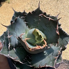 アガベ　チタノタ　白鯨の画像