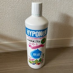 観葉植物　ウンベラータの画像