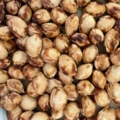 【200粒】さくらんぼ　アメリカンチェリー　種　種子　タネの画像