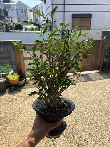 センナメリディオナリス　鉢付き　カタチ製作所　コレクション　灌木　塊根植物