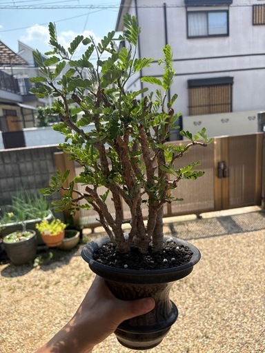 センナメリディオナリス　鉢付き　カタチ製作所　コレクション　灌木　塊根植物