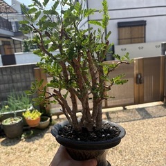 センナメリディオナリス　鉢付き　カタチ製作所　コレクション　灌木　塊根植物の画像