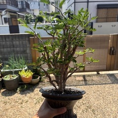 センナメリディオナリス　鉢付き　カタチ製作所　コレクション　灌木　塊根植物の画像