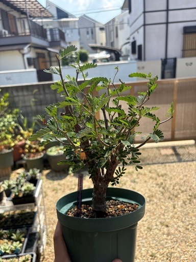 センナメリディオリス　灌木　マメ科　
発根済み