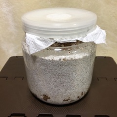 能勢YG血統 国産オオクワガタ 3令幼虫♂1頭32.2g 1400cc菌糸クリアボトル入りの画像