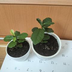 お茶の木の画像