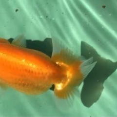 優良系統 らんちゅう の画像