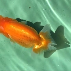 優良系統 らんちゅう の画像