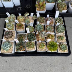 エケベリア系まとめ売り 多肉植物セットの画像