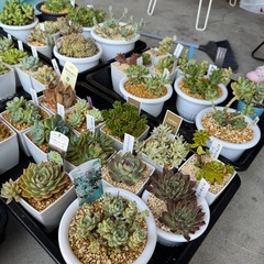 エケベリア系まとめ売り 多肉植物セットの画像