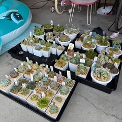 エケベリア系まとめ売り 多肉植物セットの画像
