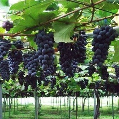 ぶどう直売させてください🍇