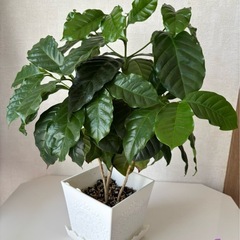 コーヒーの木　（お取引中）の画像