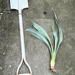 アガベ オアハカセンシス③④⑤の画像