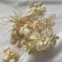 紫陽花　ドライフラワー の画像