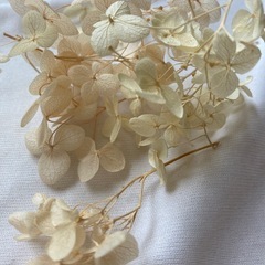 紫陽花　ドライフラワー の画像