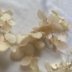 紫陽花　ドライフラワー の画像