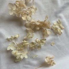 紫陽花　ドライフラワー の画像