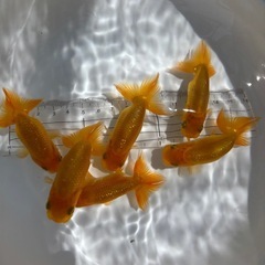 金魚 ★らんちゅう 当歳★ ☆6匹セット 1500円☆ 約7cmの画像