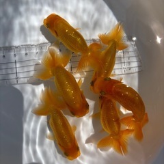 金魚 ★らんちゅう 当歳★ ☆6匹セット 1500円☆ 約7cmの画像