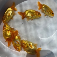 金魚 ★らんちゅう 当歳★ ☆6匹セット 1500円☆ 約7cmの画像