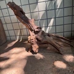 ②アクアリウム流木 大きめの画像